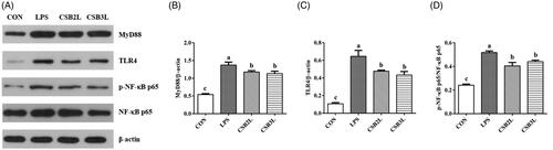 Figure 6. Effects of coated sodium butyrate (CSB) on Protein levels of MyD88, TLR4, pNF-κB and NF-κB P65 in the ileal mucosa of weaned lambs challenged with LPS. Data are shown as means ± SE. (A) The representative western blot images. (B) Ratio of MyD88 to β-actin. (C) Ratio of TLR4 to β-actin. (D) Ratio of phosphorylated NF-κB P65 to total NF-κB P65. CON: basal diets without supplement; LPS: control diet with lipopolysaccharide; CSB2L: LPS treatment group supplemented with 2 g/kg CSB. CSB3L: LPS treatment group supplemented with 3 g/kg CSB. a, b, c Mean within a row with different superscripts are different at p < .05.