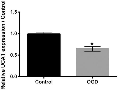 Figure 2. OGD lowered UCA1 expression in H9c2 cells. H9c2 cells were subjected to OGD stimulation for 24 h. The UCA1 expression in H9c2 cells was tested. UCA1: LncRNA urothelial carcinoma associated 1. N = 3. Results were expressed as mean ± SD. *p ˂ .05.