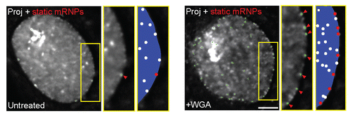 Figure 3 Blocking mRNP export by WGA treatment. Treatment with WGA leads to an increase in peripherally stalled mRNPs. Average time projection shows the stalled mRNPs and their tracks (green, by single particle tracking), also seen in an enlarged area (yellow box, middle). An increase in membrane stalled mRNPs is seen (left - same cell before treatment) after (right) treatment with WGA. Green tracks show all static mRNPs. The rest of the mRNPs continue to move in the nucleoplasm. Schemes on right show the dynamic mRNPs (white dots) and the static mRNPs (red dots). Scale bar, 5 µm. Adapted from reference Citation57.