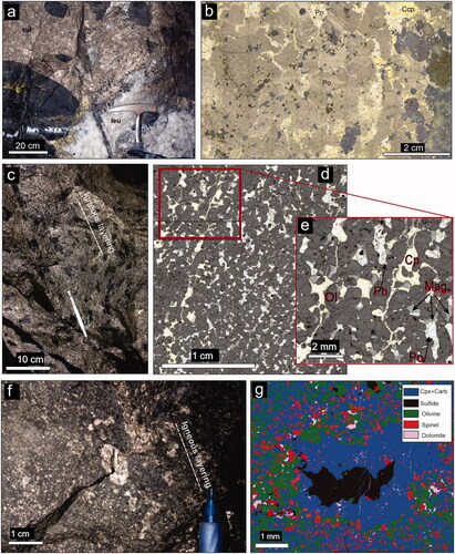 Figure 3. Sulfide ores—underground face pictures (left) and detail (right). (a) Nova breccia—massive ore, variably disaggregated clasts of mafic granulite in sulfide matrix; leu, Si-rich leucosome derived by partial melting of adjacent country rock; (b) same, detail of massive ore showing Po–Pn–Ccp loop texture (Barnes et al., Citation2021), typical of all sulfide-rich ores at Nova-Bollinger. (c) Bollinger, ‘Leopard’ net textures ores, olivine-sulfide cumulate—primary magmatic layering defines by flattened clumps of sulfide-free olivine. (d, e) Photomicrographs of net-textured ore containing magnetite crystallised from sulfide liquid. (f, g) Globular sulfide ore from Bollinger—flattening of globules defines igneous layering. (g) is a phase map showing sulfide globule within a sub-spherical aggregate of diopside + dolomite representing a former CO2-rich fluid bubble (Barnes et al., Citation2021).