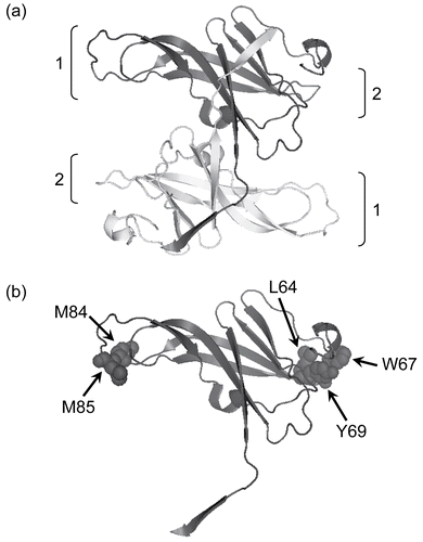 Figure 1.  The structure of ecotin (PDB ID: 1ECZCitation17). In (a) a ribbon diagram of the antiparallel homodimer is shown with protease interaction sites 1 and 2 indicated. In (b) a single monomer is shown with the residues mutated in this paper illustrated in space-filling format. The diagram was made using PyMol (www.pymol.com).