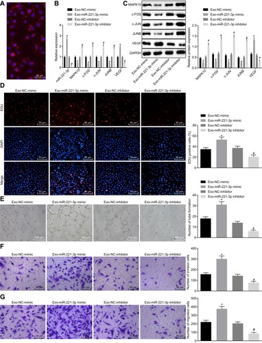 Figure 5 Cervical cancer cells-secreted exosomes carry miR-221-3p to facilitate MVEC proliferation, invasion, migration and angiogenesis in cervical cancer. MVECs are co-cultured with Exo-miR-221-3p mimic and Exo-miR-221-3p inhibitor. (A), The uptake of cervical cancer cell-secreted exosomes by MVECs observed by a fluorescence microscope (× 200). (B), The expression of miR-221-3p, MAPK10, c-FOS, c-JUN, JUNB and VEGF in MVECs after co-culture with exosomes measured by RT-qPCR. (C), The protein expression of MAPK10, c-FOS, c-JUN, JUNB and VEGF in MVECs after co-culture with exosomes detected by Western blot analysis. (D), Cell proliferation activity (× 200) determined by EdU assay. (E), The ability of angiogenesis in MVECs (× 100). (F), Cell invasion ability assessed by Transwell assay (× 200). (G), Cell migration ability tested by Transwell assay (× 200). *p < 0.05 vs the co-culture of Exo-NC-mimic. # p < 0.05 vs the co-culture of Exo-NC-inhibitor. The above data are all documented measurement data. Comparisons between two groups were analyzed by non-paired t-test. One-way ANOVA was used for comparison among multiple groups, followed by Tukey’s post hoc test. The experiments were repeated 3 times independently.Abbreviations: c-FOS, Fos proto-oncogene; c-JUN, Jun proto-oncogene; JUNB, JunB proto-oncogene; VEGF, vascular endothelial growth factor; MVEC, microvascular endothelial cells.