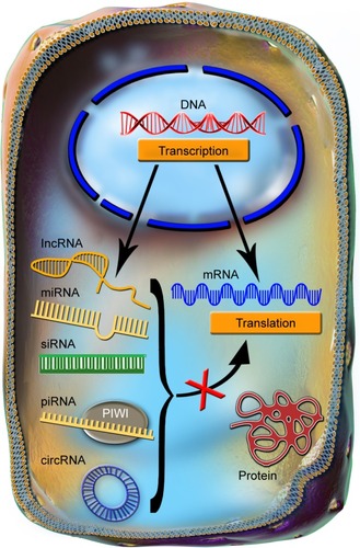 Figure 1 The common features of ncRNAs.Notes: The ncRNAs are transcribed from the DNA and through multiple processing steps are exported into the cytoplasm, in a manner that bears a higher or lower degree of similarity with the processing of mRNA. In the cytoplasm, the main function of the ncRNAs is to repress the translation of mRNAs into proteins.Abbreviations: circRNA, circular RNA; lncRNA, long noncoding RNAs; miRNA, microRNAs; mRNA, messenger RNA; ncRNAs, noncoding RNAs; piRNA, piwi-interacting RNA; siRNA, small interfering RNA.
