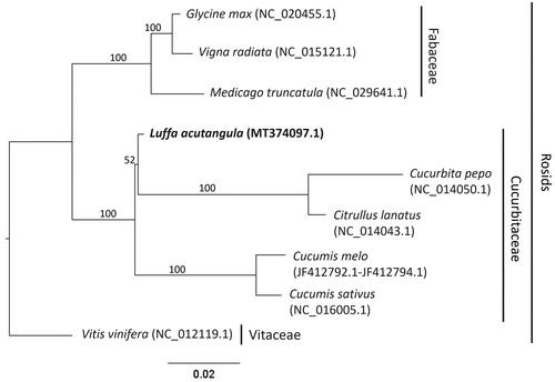 Figure 1. Phylogeny of the Luffa acutangula mitochondrial genome with eight plant species. Maximum likelihood phylogenetic tree was constructed based on the amino-acid sequences of 27 mitochondrial protein-coding genes with 1,000 bootstrap replicates using RAxML. Numbers in each of the node indicated the bootstrap support values.