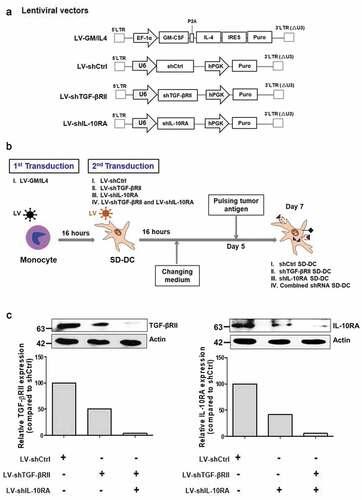 Figure 1. Lentiviral vectors and workflow for self-differentiated DC (SD-DC) generation. (a) Schematic representation of lentiviral vectors in this study. (b) Schematic diagram showing the generation of self-differentiated DC (SD-DC) with suppression of TGF-β and IL-10 receptor expression by LV transduction. (c) After transduction for 7 days, cells were harvested and then subjected to immunoblot analysis using antibodies specific to TGF-βRII and IL-10RA