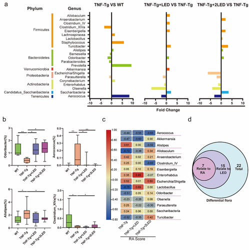 Figure 4. The changes of gut microbial composition at the genus level in WT、TNF-Tg、TNF-Tg+LED and TNF-Tg +2LED group. Chart showing significantly differentially abundant genus (P < 0.01), where genus is grouped and colored by phylum along the y-axis. The x-axis indicates the fold-change in three compared groups as baseline. (b) Boxplots indicating the percentage relative abundance of taxa showing differential abundance among the four groups (P < 0.01). (c) Integrated correlation-based analysis of microbes and RA Score. Pearson’s correlation analysis from the in the three group. (d) The Venn shows the different genus related to LED and RA.