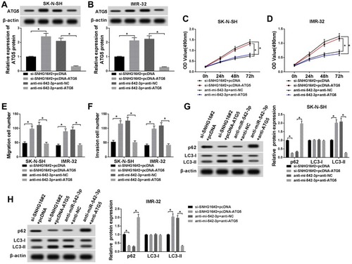 Figure 7 Effects of ATG5 on SNHG16 or miR-542-3p knockdown-mediated proliferation, migration, invasion and autophagy of NB cells. SK-N-SH and IMR-32 cells were transfected with si-SNHG16#2+pcDNA, si-SNHG16#2+pcDNA-ATG5, anti-miR-542-3p+anti-NC or anti-miR-542-3p+anti-ATG5, respectively. (A and B) ATG5 protein expression level in SK-N-SH and IMR-32 cells was assessed by Western blot analysis. (C and D) MTT assay was conducted for the determination of the proliferation of SK-N-SH and IMR-32 cells. (E and F) Transwell assay was performed for the assessment of the migration and invasion of SK-N-SH and IMR-32 cells. (G and H) Western blot analysis was used for the detection of the protein expression levels of LC3-I, LC3-II and p62 in SK-N-SH and IMR-32 cells. *P<0.05.