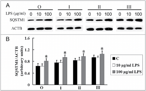 Figure 6. LPS increases the SQSTM1 levels in AMs at different stages of silicosis. (A) AMs were treated without (C) or with 10 or 100 μg/ml LPS exposure for 24 h, respectively. SQSTM1 protein was separated by SDS-PAGE and analyzed by western blot. ACTB protein was used as a loading control. (B) Ratios of SQSTM1 to ACTB at different stages of human silicosis (n = 8 for observer, stage I, II and III groups. *, P < 0.05 vs. C).