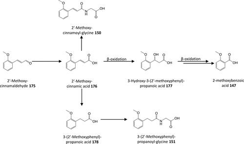 Figure 13. Outline metabolism of 2′-methoxy-substituted ω-phenyl-alkanoic acids.