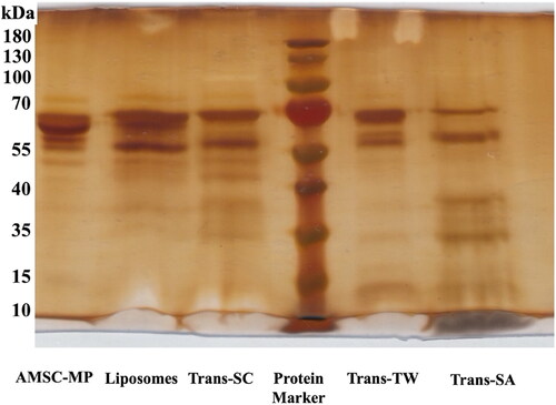 Figure 5. Results of SDS-PAGE analysis of transfersome containing Tween 80 (Trans-TW), (B) transfersome containing stearylamine (Trans-SA), and (C) transfersome containing sodium cholate (Trans-SC)-loading AMSC-MP.