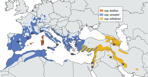 Figure 1. Breeding range of Lanius senator. Coloured areas delimit the distribution of subspecies L. s. senator, L. s. badius, L. s. niloticus, as shown in the legend. Black dots define the samples size for each locality (specific details on sampling sites are reported in Table I & Figure S2). Wintering range is not shown, although we included a Genbank sequence from Gambia in the analysis. The map was made with QGIS 3.16.10 (https://qgis.org) and it was based on BirdLife international and Handbook of the Birds of the World (2020).