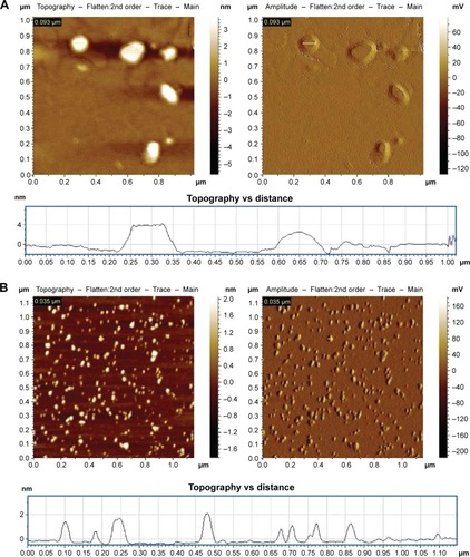 Figure 1 Atomic force microscopic images of (A) curumin-loaded liposomes and (B) PLGA-coated curcumin nanoparticles.Note: Topography indicates the height of liposomes and nanoparticles from the substratum, mica sheet.Abbreviation: PLGA, poly(d,l-lactide-co-glycolide).