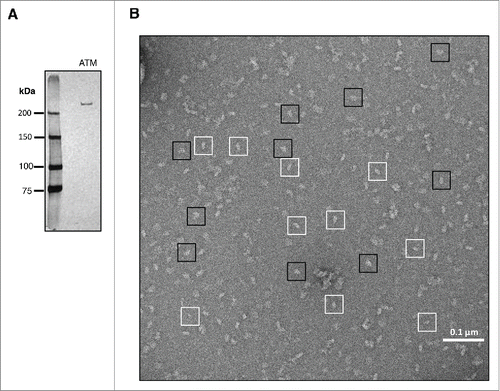 Figure 1. Specimen preparation and EM imaging. (A) Silver-stained SDS-PAGE gel of human ATM purified from 293T cells. (B) Representative negative-stain EM micrograph of purified human ATM. Examples of individual ATM monomers and dimers particles are boxed in white and black, respectively.