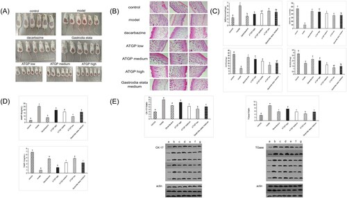 Figure 3. (A) Effect of ATGP on the skin appearance of mice injured by UV radiation. (B) Effects of ATGP on the skin tissue of mice injured by UV radiation (100×). (C) Effect of ATGP on MDA, GSH-Px, CAT, and SOD activity in skin tissue of mice injured by UV radiation. (D) Effect of ATGP on the expression of TIMP-1 and MMP-9 in the skin of mice injured by UV radiation. (E) Effect of ATGP on the expression of CK-17 and TGase in skin tissue of mice injured by UV radiation. The values are presented as the mean ± SEM (n = 6). Different letters indicate significant differences (P < 0.05); the same letters indicate no significant difference (P > 0.05); a was the control group; b was the model group; c was the dacarzine group; d e f was the ATGP (low-dose group, medium-dose group, high-dose group); and g was the Gastrodia elata group.