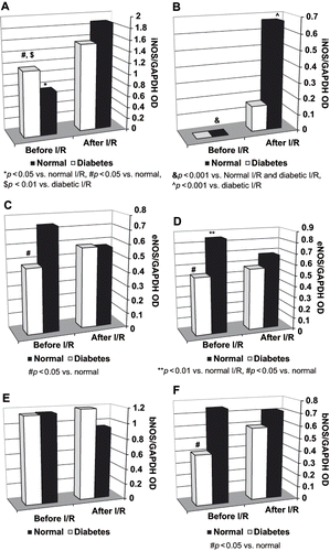 Figure 3. Glomerular and tubular iNOS, eNOS, and bNOS mRNA expression before and after I/R in normal and diabetic rats: A, glomerular iNOS; B, tubular iNOS; C, glomerular eNOS; D, tubular eNOS; E, glomerular bNOS; F, tubular bNOS.