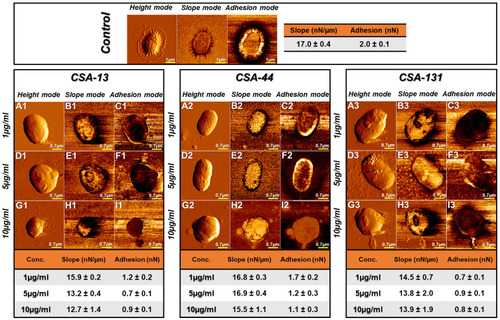 Figure 9 Atomic force microscopy measurements of Klebsiella pneumoniae BAA-2473 cells subjected to ceragenin CSA-13, CSA-44, and CSA-131 treatment. Examination of AFM topography and visualization of stiffness and adhesion indicate that all CSAs affect the morphology, mechanical, and adhesive properties of Klebsiella pneumoniae BAA-2473. The left column of panels (in both control and CSA-13, CSA-44, and CSA-131 sectors) shows the height mode (topography), the middle column shows the slope mode (stiffness), and the right column is represented by the adhesion mode (forces between the cells and the AFM probe). The mean values of slope and adhesion (plus standard deviation) are presented in the tables.