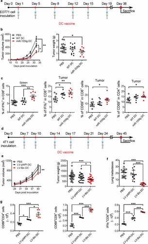 Figure 7. miR155 overexpression enhances the efficacy of DC vaccine. (a) Timeline of the experiment of EO771 orthotopic breast cancer model. Seven-week-old, female C57Bl/6 mice were inoculated with 2 × 105 EO771 cells in each of the 4th pair of mammary fat pads. Beginning on the following day for 3 weeks, mice received twice-weekly s.c. injections of tumor-pulsed WT or miR155tg DCs; and mice were sacrificed 38 days after tumor implantation. (b) Tumor growth and tumor weight at sacrifice. (n = 8–17). (c) T cell activation in spleens or tumors was determined by staining for CD3, CD4, CD8, CD69 and IFNγ on single cell suspensions and performing flow cytometry. (n = 8–13). (d) Timeline of the experiment of 4T1 orthotopic breast cancer model. Balb/c mice were inoculated with 2 × 105 4T1 cells and treated with DC vaccine with or without forced miR-155 expression by lentiviral transduction at indicated time points. (e) Tumor growth was monitored till Day 40 post-tumor inoculation. (n = 23–30). (f) Tumor pulmonary metastatic nodules were counted at the experimental end-point. (n = 13–15). (g) At the end-point, tumor draining lymph nodes from the surviving mice were analyzed for activated T cells; the absolute numbers of activated T cells are shown. (n = 13–15). Results are shown as means ± SEM. *p < .05, **p < .01, ***p < .005