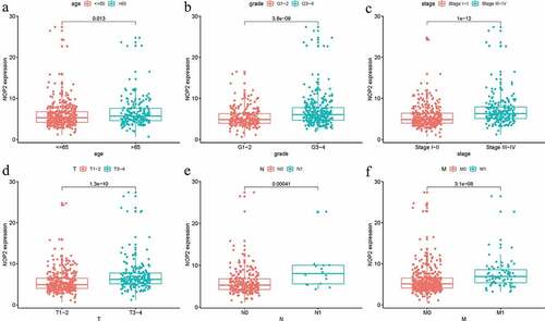 Figure 3. Relationships between with NOP2 expression and clinicopathologic characteristics; (a) Age; (b) Grade; (c) Stage; (d) T stage; (e) N stage; (f) M stage