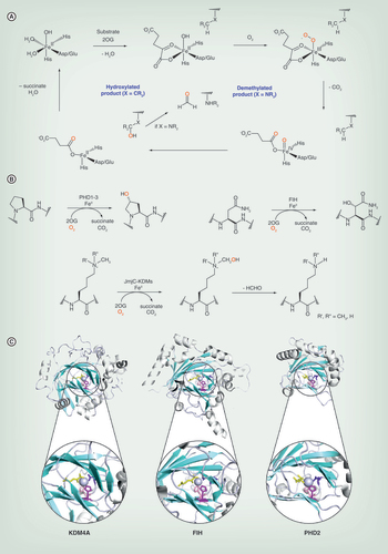 Figure 3.  Conserved structural and mechanistic features of the JmjC-KDMs and HIF hydroxylases. (A) General mechanism of the Fe(II)/2OG oxygenase family of enzymes. (B) PHDs (PHD1–3) hydroxylate prolyl residues 402 and 564 in the N- and C-terminal Oxygen Dependent Degradation Domains of HIFα, to produce trans-4-hydroxyproline, while FIH catalyzes trans-β hydroxylation of asparagine 803 in the C-terminal activation domain of HIFα [Citation9]. JmjC-KDMs hydroxylate εN-methylated lysine residues in the N-terminal tails of histone proteins, to produce an unstable hemiaminal intermediate, which generates formaldehyde and demethylated lysine [Citation51].(C) Ribbon representation of KDM4A, FIH and PHD2 (PDB ID: 2OX0, 2XUM, 3HQR respectively) showing double-stranded β-helix (teal) and α-helices (white). Stick representation of active site His-X-Asp/Glu-Xn-His Fe(II) binding motif residues (magenta, pink, purple) common to this class of enzymes. N-oxalylglycine, an inhibitory 2OG analog is shown bound in the 2OG binding site of these enzymes (yellow).