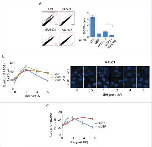 Figure 1. USP1 or UAF1 depletion inhibits HR repair by primarily affecting downstream of RAD51 foci formation. A. USP1 and FANCD2 are not epistatic in the DR-GFP assay. siRNAs are transfected to the U2OS-based HR reporter cells, followed by I-Sce1 transfection. 48 hours later, cells were harvested for Flow cytometric analysis. Three independent experiments were performed (*p<0.001). B, C. UAF1 (B) or USP1 (C) knockdown impairs the disappearance of the RAD51 foci. HeLa cells were treated with UV (20 J/m2), then the cells were fixed at the corresponding time points for IF procedures. On the right are the representative images.
