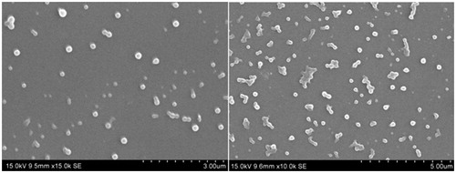 Figure 2.  SEM photomicrograph of drug-loaded SLN formulation.