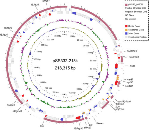 Figure 1 Circular map of complete genome sequences of pSS332-218k and comparison with pMCR5–045096. Circles 1-5 (from inside to outside) represent the information as follows: (1) GC content, (2) GC skew, (3) negative-strand CDSs, (4) positive-strand CDSs and (5) pMCR5-045096. Functional features of pSS332-218k are highlighted in different colors (mobile genetic elements are in red; antimicrobial resistance genes are in yellow; the other known genes are in indigo blue; and hypothetical protein genes are in gray).