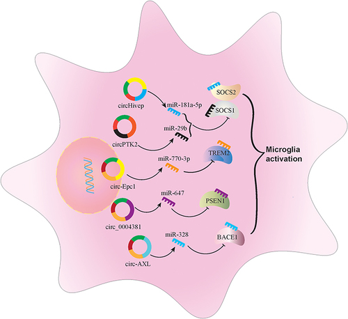 Figure 3 Regulatory role of several circRNA in microglia activation and potential mechanisms.