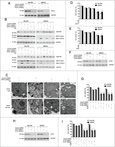 Figure 3 (See previous page). RIPK1 protects melanoma cells from TM- or TG-induced apoptosis by activation of autophagy. (A) Whole cell lysates from Mel-RM and MM200 cells transduced with the control or RIPK1 shRNA were subjected to western blot analysis of RIPK1 and GAPDH (as a loading control). The data shown are representative of 3 individual experiments. (B) Mel-RM and MM200 cells transduced with the control or RIPK1 shRNA were treated with tunicamycin (TM) (3 μM) (upper panel) or thapsigargin (TG) (1 μM) (lower panel) for 16 h. Whole cell lysates were subjected to western blot analysis of SQSTM1, MAP1LC3A, and GAPDH (as a loading control). The data shown are representative of 3 individual experiments. (C) Electron microscopy images showing ultrastructures of Mel-RM cells transduced with the control or RIPK1 shRNA 1 treated with TM (3 μM) for 24 h. Arrowheads point to double-membraned autophagosomes. The data shown are representative of 3 individual experiments. (D and E) Mel-RM and MM200 cells with or without pretreatment with bafilomycin A1 (Baf A1) (10 nM) (D) or 3-methyladenine (3-MA) (5 mM) (E) for 1 h were treated TM (3 μM) or (TG) (1 μM) for another 48 h. Cell viability was measured by CellTiter-Glo (n = 3, mean ±SEM, *P < 0.05, Student t test). (F) Whole cell lysates from Mel-RM and MM200 cells transfected with the control or ATG5 siRNA were subjected to western blot analysis of ATG5 and GAPDH (as a loading control). The data shown are representative of 3 individual experiments. (G) Mel-RM and MM200 cells transfected with the control or ATG5 siRNA were treated with TM (3 μM) or TG (1 μM) for 48 h. Cell viability was measured by CellTiter-Glo (n = 3, mean ±SEM, *P < 0.05, Student t test). (H) Whole cell lysates from Mel-RM and MM200 cells transfected with the control or ATG7 siRNA were subjected to western blot analysis of ATG7 and GAPDH (as a loading control). The data shown are representative of 3 individual experiments. (I) Mel-RM and MM200 cells transfected with the control or ATG7 siRNA were treated with TM (3 μM) or TG (1 μM) for 48 h. Cell viability was measured by CellTiter-Glo (n = 3, mean ±SEM, *P < 0.05, Student t test).