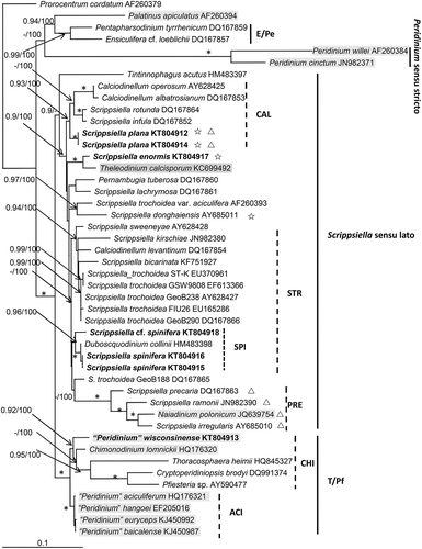 Fig. 30. Phylogenetic tree inferred from partial LSU rDNA sequences based on maximum likelihood (ML). Prorocentrum cordatum was used as outgroup. Numbers on branches are statistical support values (Bayesian posterior probability/ MLbootstrap support). Bootstrap values >50% and posterior probabilities of 0.9 or above are shown. * indicates maximal support (Bayesian posterior probability = 1.0, MLbootstrap support = 100%). New sequences obtained in this study were indicated in bold format. E/Pe = clade of Ensiculifera and Pentapharsodinium; T/Pf = clade of Thoracosphaera, Pfiesteria and related species; STR = subclade of Scrippsiella trochoidea and its relatives (SPI= group of S. spinifera and related species); CAL = subclade of Calciodinellum and its relatives; PRE = subclade of Scrippsiella precaria and its relatives. Scale bar = number of nucleotide substitutions per site. Those taxa in brackish/freshwater environments are highlighted in grey, those producing non-calcified immotile cells are marked with ☆ and those with a non-symmetric epitheca are marked with △.