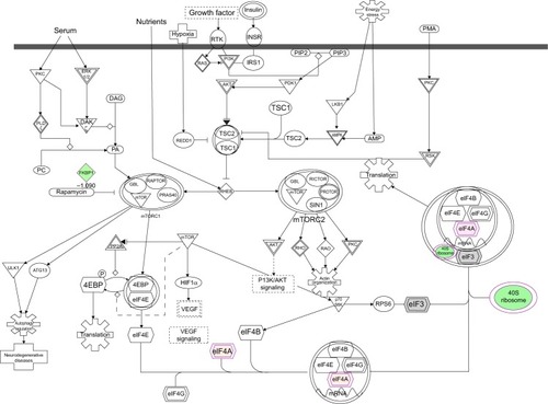 Figure 13 mTOR signaling pathway regulated by PLB in DU145 cells.