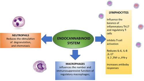 Figure 1 The endocannabinoid system is a key regulator of the immune system and therefore may be used as a target for the treatment of autoimmune diseases.