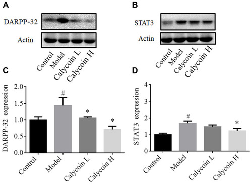 Figure 8 Effects of calycosin on DARPP-32, and STAT3 expression in gastric mucosa of PLGC rats. (A and B) Western blot analysis of DARPP-32 and STAT3 protein levels in PLGC groups after treatment with calycosin. (C and D) Quantitative analysis of DARPP-32 (A) and STAT3 (B). Expression was standardized to actin expression. Data are shown as the mean ± SD (n = 3 rats per group). #P < 0.05 versus the control group. *P < 0.05 versus the model group.