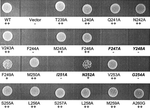 Figure 4. Growth assay for wild-type and TM5 mutant Ptr2p transporters. Cells expressing (WT) or lacking (Vector) Ptr2p or expressing the various Ala-scanned mutants were assayed for growth on medium containing the dipeptide Leu-Leu as the sole source of leucine. Growth was scored by visual comparison of spot densities as wild-type growth (+ + ), reduced growth (+) or no growth (−) as indicated below each label. FYING residues are indicated in italics. Growth on other dipeptide substrates was determined in like manner and data are presented in Table I.