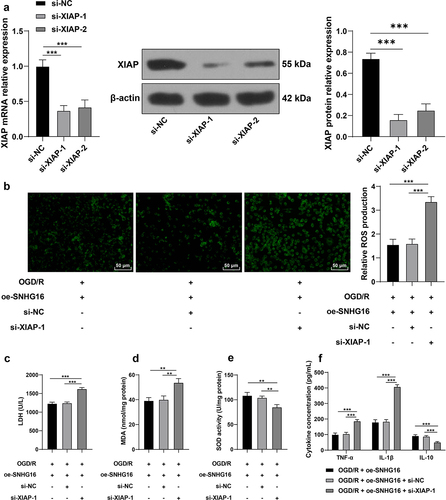 Figure 5. Silencing XIAP partly reversed the alleviating role of SNHG16 in OS injury and cell inflammation post-OGD/R. SK-N-SH cells were transfected with si-XIAP-1 and XIAP-2 with si-NC as the control. a: The transfection efficiency of si-XIAP-1 and XIAP-2 detected via qRT-PCR and Western blotting; si-XIAP-1 with better transfection efficacy was selected to do joint experiments with oe-SHNG15; b: ROS level measured via fluorescence labeling; c-e: LDH, MAD, and SOD activities determined via corresponding assay kits; F: TNF-α, IL-1β, and IL-10 concentrations determined via ELISA. Cell experiments were performed 3 times independently and data were exhibited as mean ± SD. Data in figures A, B, C, D, and E were analyzed using one-way ANOVA, and data in figure F were analyzed using two-way ANOVA, followed by Tukey’s multiple comparison test. * P < 0.05; ** P < 0.01; ***P < 0.001.