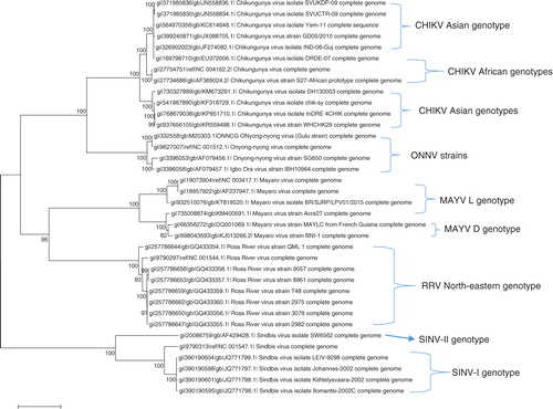 Fig. 2 Whole genome phylogeny of Alphaviruses causing arthritis in humans. The tree illustrates the genetic clustering of available whole genomic sequences of CHIKV, ONNV, MAYV, RRV, and SINV extracted from GenBank. The evolutionary history was inferred by using the maximum likelihood method based on the Tamura–Nei model (Citation116). Evolutionary analyses were conducted in MEGA6 (Citation117).