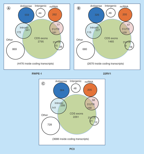 Figure 2.  Profiles of differentially expressed circular RNAs in prostate cancer cell lines.(A–C) The distribution of circRNAs from different catalogs in RWPE-1, 22RV1 and PC3 cell lines. (D–F) Hierarchical clusterings shown as the analysis of differential circRNAs in group 22RV1 versus RWPE-1, PC3 versus RWPE-1, PC3 versus 22RV1, where the red strips represent high relative expression, the green strips represent low relative expression and the dendrograms show the relationships between the samples and differential circRNAs, with the threshold of fold change 2.0 and p-value < 0.05. (G–I) The visualization of circRNAs between two conditions in group 22RV1 versus RWPE-1, PC3 versus RWPE-1, PC3 versus 22RV1, where the red rectangles represent differential expression of circRNAs with the threshold of fold change 2.0 and p-value < 0.05.