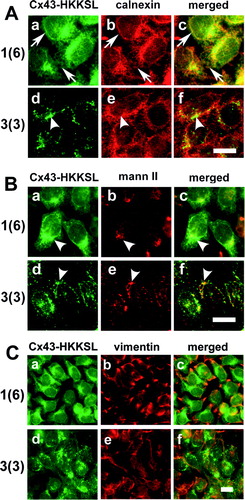 Figure 2. Overexpressed Cx43-HKKSL colocalizes with a Golgi apparatus marker. (A) Two representative clones of HeLa cells stably transfected with Cx43-HKKSL, 1(Citation6) (a–c) or 3(Citation3) (d–f) were fixed, permeabilized, and immunolabeled with anti-Cx43 (a, d) and anti-calnexin (b, e) and the corresponding Cy2-labeled and Cy3-labeled fluorescent secondary antibodies. Merged images are shown in (c, f). Arrows indicate areas where Cx43-HKKSL colocalized with calnexin in 1(Citation6) cells, indicating localization to the ER. Arrowheads indicate the perinuclear pool of Cx43-HKKSL in 3(Citation3) cells, which does not colocalize with calnexin. (B) 1(Citation6) (a–c) or 3(Citation3) (d–f) cells were fixed, permeabilized and immunolabeled with anti-Cx43 (a, d) and anti-mannosidease II (mann II) (b, e) and the corresponding Cy2-labeled and Cy3-labeled fluorescent secondary antibodies. Merged images are shown in (c, f). Arrowheads show Cx43-HKKSL colocalizing with mannosidase II in both cell types. (C) 1(Citation6) (a–c) or 3(Citation3) (d–f) cells were fixed, permeabilized and immunolabeled with anti-Cx43 (a, d) and anti-vimentin (b, e) and the corresponding Cy2-labeled and Cy3-labeled fluorescent secondary antibodies. Merged images are shown in (c, f). Neither cell line showed significant colocalization of Cx43-HKKSL with vimentin. Bar, 10 μ m.