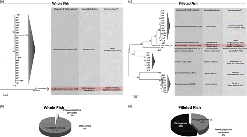 Figure 1.  Distance analysis of whole and filleted fishes commercialized as surubim. Neighbor-joining trees of K2P distances were generated among surubim samples commercialized as (a) whole and (c) filleted fishes. Common names in Portuguese and English are shown according to FishBase. Graphical representation of the percentage of surubim samples commercialized as (b) whole or (d) filleted that belong to P. corruscans species, to the genus Pseudoplatystoma (except for P. corruscans), or to other genera.
