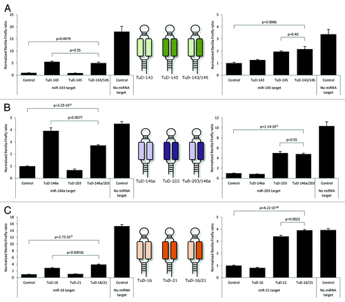 Figure 3. Efficient co-suppression of miRNAs by dual-targeting TuD inhibitors. (A) Co-suppression of miR-143 and miR-145 by dual-targeting TuD hairpins. (B) Co-suppression of miR-203 and miR-146a by dual-targeting TuD hairpins. (C) Co-suppression of miR-16 and miR-21 by dual-targeting TuD hairpins. Schematic representations of dual-targeting and standard TuD transcripts are provided in the middle panels. Data are depicted as mean + SEM.