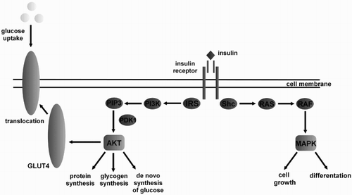 Figure 1. Mechanism of insulin action. Binding of insulin to the extracellular domain of insulin receptor initiating a signaling cascade leads to receptor autophosphorylation and tyrosine phosphorylation of intracellular protein substrates. Two main pathways are activated by insulin- the IRS (insulin receptor substrate) → PI3K (phosphatidylinositol 3-kinase) and the RAS (RAS protein) → MAPK (mitogen-activated protein kinase) pathway. Activation of the IRS pathway leads to metabolic alterations, whereas the RAS → MAPK pathway stimulating cell growth and proliferation. PIP3 – Phosphatidylinositol 3,4,5-trisphosphate; PDK1 – phosphoinositide-dependent protein kinase 1; AKT – protein kinase B; SHC – Src Homology 2 domain; GLUT4 – glucose transporter type 4 RAF – RAF protein.