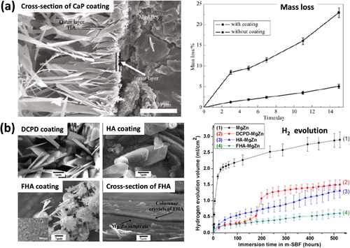 Figure 8. (a) SEM image of cross-section of CaP coating on AZ31 alloy and its mass loss, i.e. corrosion rate in NaCl solution (reproduced from [Citation13], copyright 2008, with kind permission from Springer Science and Business Media). (b) SEM images of dicalcium phosphate dihydrate (DCPD), hydroxyapatite (HA) and fluoridated hydroxyapatite (FHA) coatings on Mg–Zn alloy and their corrosion performances (i.e. H2 evolutions) (reprinted from [Citation55], copyright 2010, with permission from Elsevier).