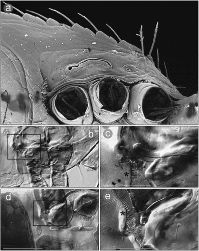 Figure 9. Micrographs of a female Zercon hamaricus. (a) peritrematal shield, SEM (Scanning Electron Microscopy) micrograph, ventral view; (b, d) peritrematal shield and post-coxal region, transmitted light microscopy, ventral view; (c, e) magnifications of the areas marked with rectangles on “b” and “d”, respectively. *post-coxal cuticular spines. Scale bars (µm): a, c, e = 50; b, d = 100.