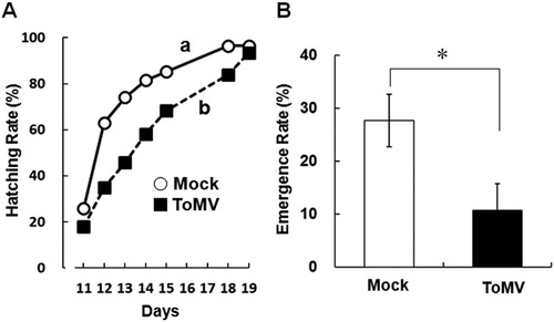 Figure 2. Performance of whiteflies on ToMV-inoculated or mock-treated plants. A, Hatching rate of whiteflies on the systemically infected leaf of ToMV-inoculated and mock-treated plants. Open circle with solid line indicates the hatching rate on the leaf of mock-treated plant. Closed square with dash line indicates the hatching rate on the leaf of ToMV-infected plants. The same experiments were repeated twice and the average values are indicated. The total number of eggs was 239 on ToMV-infected leaves and 181 on mock-treated leaves. Different letters indicate that the data compared were statistically significantly different (P < 0.05, log-rank test). B, The emergence rate of whiteflies on ToMV-inoculated (black) and mock-treated plants (white). Bar graph indicates the mean ± standard error of the mean of repeated experiments on mock-treated plant (n = 5) and on ToMV-inoculated plant (n = 6). Asterisk indicates that the data compared were statistically significantly different (P < 0.05, t-test).