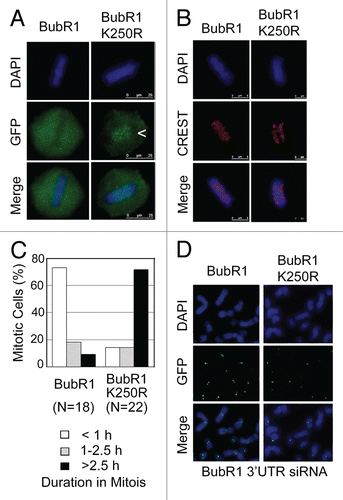 Figure 5 Sumoylation-deficient full-length BubR1 also induces mitotic defects. (A) HeLa cells seeded on chamber slides were transfected with a plasmid expressing either GFP-tagged full-length BubR1 or its mutant counterpart (BubR1 K250R). After 48 h transfection, HeLa cells were fixed and stained with antibody to GFP (green). DNA was stained with DAPI (blue). Representative metaphase or metaphase-like cells are shown. Arrow indicates enriched BubR1-K250R signals on kinetochores. (B) HeLa cells transfected with GFP-tagged full-length BubR1 or its mutant counterpart (BubR1 K250R) for 48 h were fixed and stained with the CREST antibody (Red). DNA was stained with DAPI (Blue). Representative metaphase (metaphase-like) cells are shown. (C) The duration of mitosis of each cell expressing GFP-tagged full-length BubR1 or its mutant counterpart (BubR1 K250R) was recorded by time-lapse confocal microscopy. The percentage of cells with average times (<1, 1–2.5 or >2.5 h) spent in mitosis is summarized. (D) HeLa cells were co-transfected with BubR1 siRNAs corresponding to its 3′UTR and a plasmid expressing either GFP-tagged full length BubR1 or its mutant counterpart (GFP-BubR1-K250R) for 48 h. Cells were then fixed and stained with the GFP antibody (green). DNA was stained with DAPI (blue). Representative images are shown. Please note doublet signals (for paired sister chromatids) in cells transfecfed with wild-type BubR1 vs. single signals on chromatids in cells transfected with the mutant counterpart.