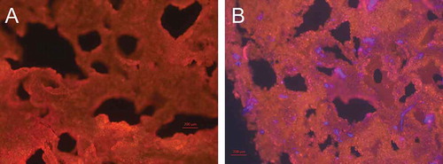 Figure 7. Differences in structure between (A) the control and (B) fortified with β glucan (12%, 195 µm) wheat bread roll with visible β-glucan structures.Figura 7. Diferencias en la estructura entre (A) la muestra control y (B) los panecitos de trigo enriquecidos con β-glucano (12%, 195 µm) con estructuras β-glucano visibles.