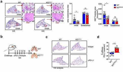 Figure 6. Targeting CXCL5-mediate neutrophils recruitment increase the effectiveness of checkpoint blockade. (a) Mice were challenged with WT or KOCXCL5 KP-OVA cells and lungs were harvested after 9 or 18 d to score tumor burden (area nodules/area lobe) and cancer cell proliferation. Representative images of tumor nodules labelled by HE and Ki67 staining. Bars show quantification of tumor burden (area nodules/total lobe area) and quantification of the number of Ki67+ cells (expressed as number of cells/nodule area). Data are mean ± SEM of one to two experiments with four to five mice each group. Significance was determined by two-way ANOVA with ns p > 0.05, *p ≤ 0.05, **p ≤ 0.01. (b) Mice were challenged with WT or KOCXCL5 tumor cells and treated with aPD-L1 or isotype control at d 3, 6, 9, 12. Lung tissue were harvested at d 18 to evaluate tumor burden by HE. (c) Representative examples of lung sections by IHC. D) The therapeutic efficacy of anti PD-L1 antibodies was expressed as fold difference over isotype treated controls on tumor area calculated as in (a). Data represent the mean ± SEM of two experiments with three mice each group. Significance was determined by two-way ANOVA with ns p > 0.05, *p ≤ 0.05, ****p ≤ 0.0001.