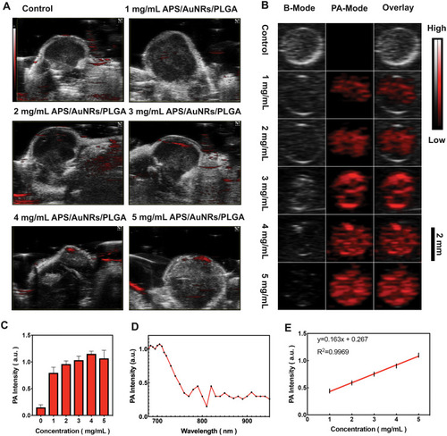 Figure 4 In vitro and in vivo PAI assessment of APS/AuNRs/PLGA-PEG. (A) PAI after local injection of 5 mg/mL APS/PLGA as the control group, different concentrations (1, 2, 3, 4, 5 mg/mL) of APS/AuNRs/PLGA, and (C) corresponding quantitative analysis of enhanced PA signal intensities. (B) PAI at a concentration of 5 mg/mL APS/PLGA and at concentrations of 1, 2, 3, 4, 5 mg/mL of APS/AuNRs/PLGA (from top to bottom) and (E) corresponding quantitative analysis of enhanced PA signal intensities. (D) PA spectrum of (3 mg/mL) from 680 nm to 970 nm.Abbreviations: APS, astragalus polysaccharide; AuNRs, gold nanorods; PLGA, poly(lactic-co-glycolic) acid; PEG, polyethylene glycol; PAI, photoacoustic imaging.