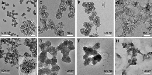 Figure 2 Biodegradation of Ag-MSNs.Notes: TEM images of MSNs (A, C, E, and G) and Ag-MSNs (B, D, F, and H) after degradation for 0 days (C and D), 1 day (E and F), and 5 days (G and H) in GSH concentrations of 5 mM. The scale bars in the inner images of A and B represent 10 nm.Abbreviations: Ag-MSNs, silver-decorated mesoporous silica nanoparticles; GSH, glutathione; MSNs, mesoporous silica nanoparticles; TEM, transmission electron microscopy.