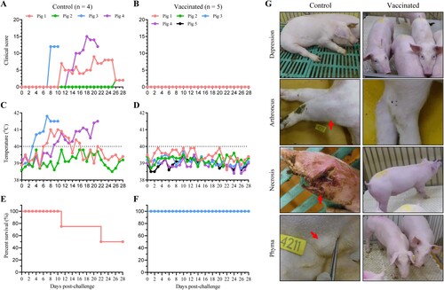 Figure 3. Clinical signs and survival of HLJ/18-7GD-vaccinated pigs challenged with the genotype II lower lethal variant HLJ/HRB1/20. HLJ/18-7GD-vaccinated and control pigs were challenged with 106 TCID50 of the genotype II lower lethal variant HLJ/HRB1/20 and monitored daily for 28 days post-challenge. Clinical scores (A and B) were recorded and summed daily based on a harmonized scoring system described previously [Citation23]. Rectal temperature (C and D) and survival (E and F) of all pigs were assessed daily after the challenge. The dashed black lines in panels C and D indicate the threshold of normal rectal temperature. Clinical signs including depression, arthroncus, cutaneous necrosis, and phyma were recorded (G).