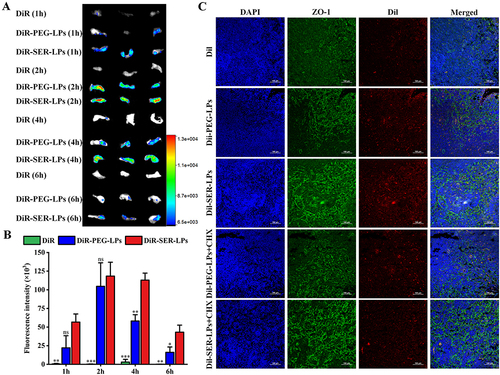 Figure 7 Biodistribution of SER-LPs in MLNs.